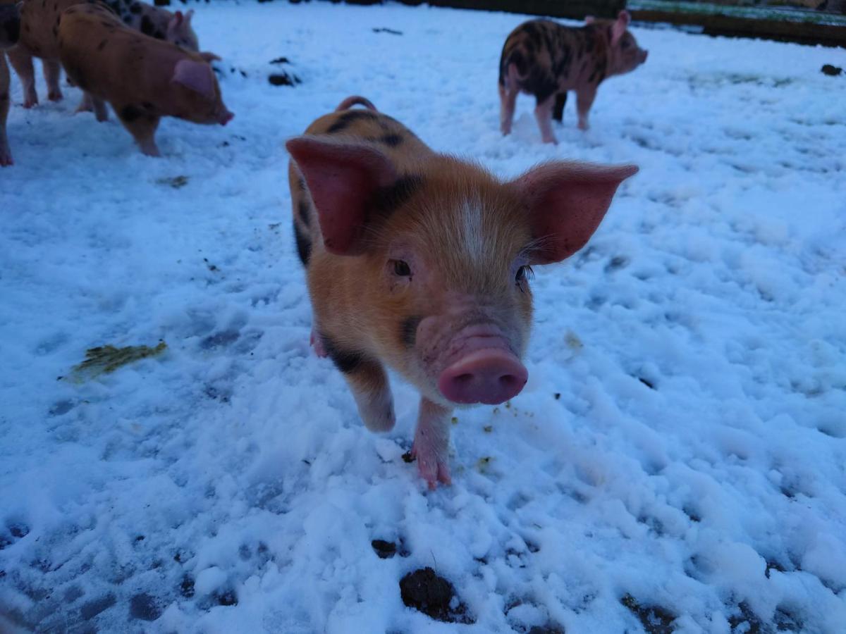 The Byre North End Farm Bed and Breakfast Ashton Keynes Exteriör bild