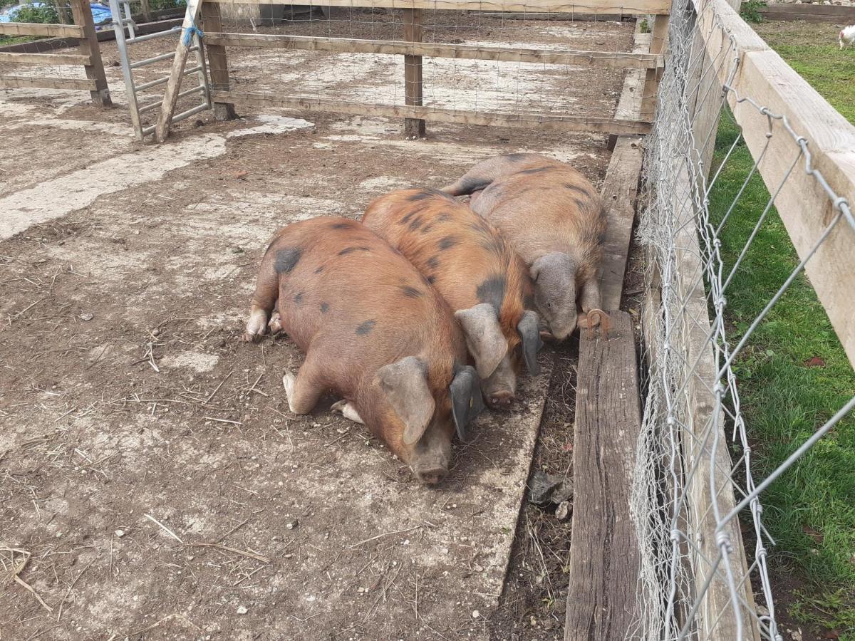 The Byre North End Farm Bed and Breakfast Ashton Keynes Exteriör bild
